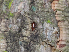 Dromius