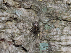 Zygiellinae