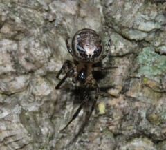 Zygiellinae
