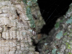 Zygiellinae