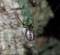 Zygiellinae