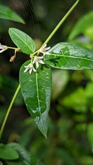 Tabernaemontana alba