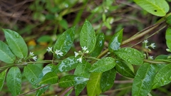 Tabernaemontana alba
