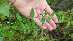 Tabernaemontana alba