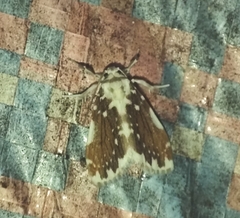 Pseudoadites frigida