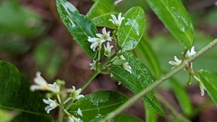 Tabernaemontana alba