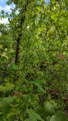 Tabernaemontana alba