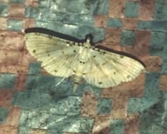 Pycnarmon