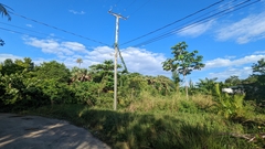 Tabernaemontana alba