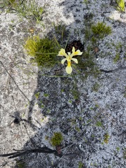 Moraea anomala