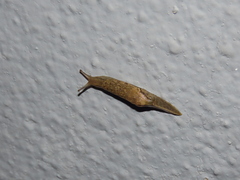 Drusia valenciennii