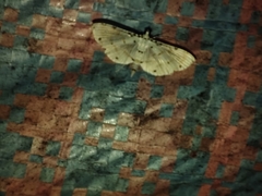 Pycnarmon