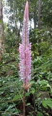 Uraria