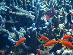 Pseudanthias squamipinnis