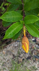 Allamanda