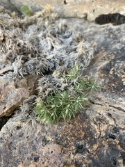 Polemoniaceae