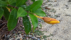 Allamanda