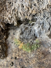 Polemoniaceae