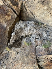 Polemoniaceae