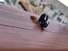 Xylocopa tranquebarorum