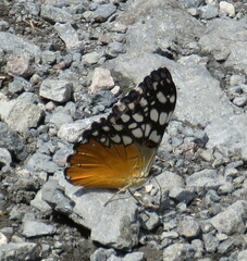 Hamadryas fornax