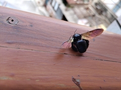 Xylocopa tranquebarorum
