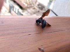 Xylocopa tranquebarorum