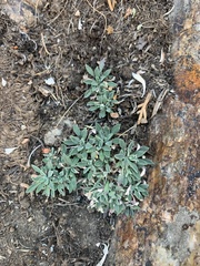 Petrophytum caespitosum