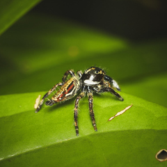 Hyllus