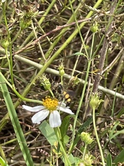 Dielis trifasciata