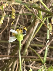 Dielis trifasciata