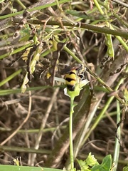 Dielis trifasciata