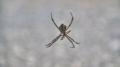 Argiope appensa