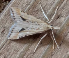 Diasemia monostigma