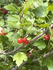 Ribes alpinum