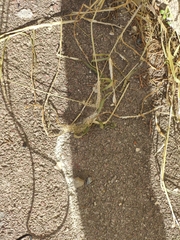 Setaria verticillata