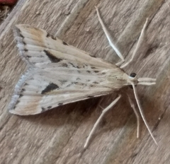 Diasemia monostigma