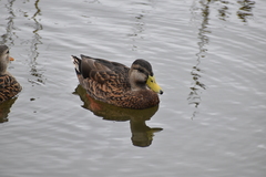 Anas platyrhynchos × fulvigula