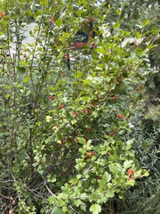 Ribes alpinum