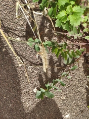 Setaria verticillata