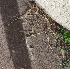 Setaria verticillata