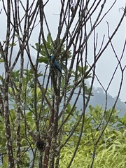 Tersina viridis