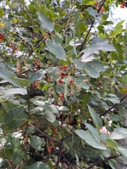 Ribes alpinum