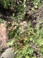 Ageratina occidentalis