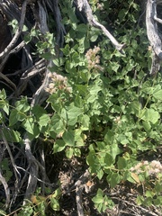Ageratina occidentalis