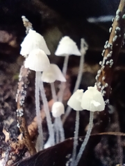 Hemimycena lactea