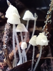 Hemimycena lactea