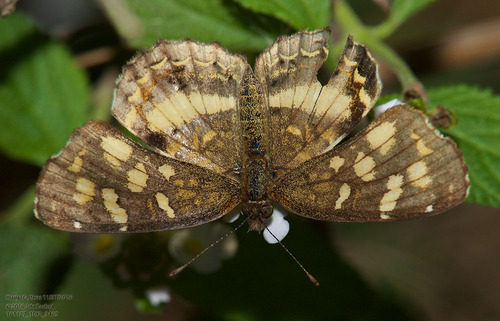 Pale-banded Crescent photo 5