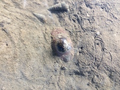 Notocochlis chemnitzii