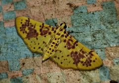 Conogethes punctiferalis